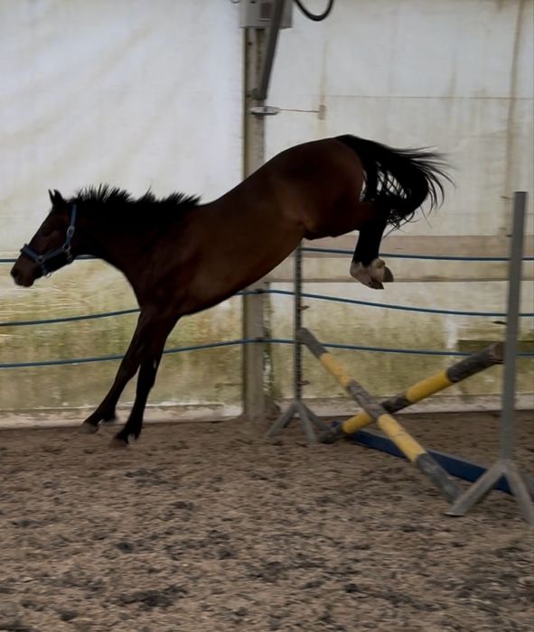 Ogierek Taloubet Z x Numero Uno 2023