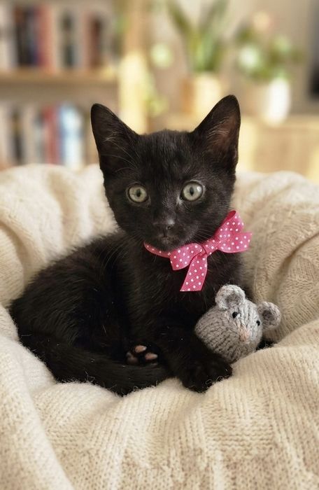 Gatinha bebé para Adoção