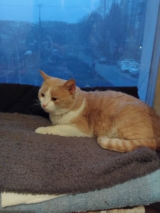 Віддам вибрі руки молодого котика