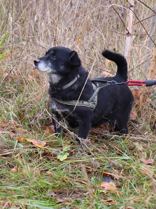 Kluseczek szuka domku