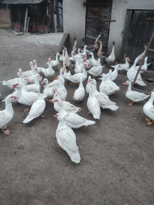 kaczki francuskie piżmowe