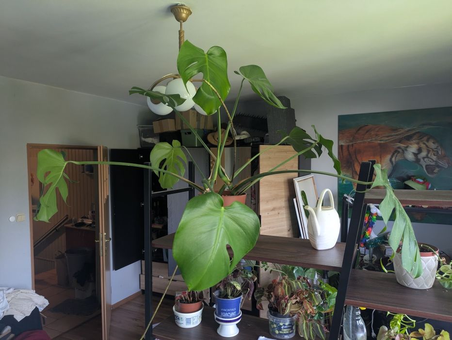 Monstera kwiat dwie sadzonki