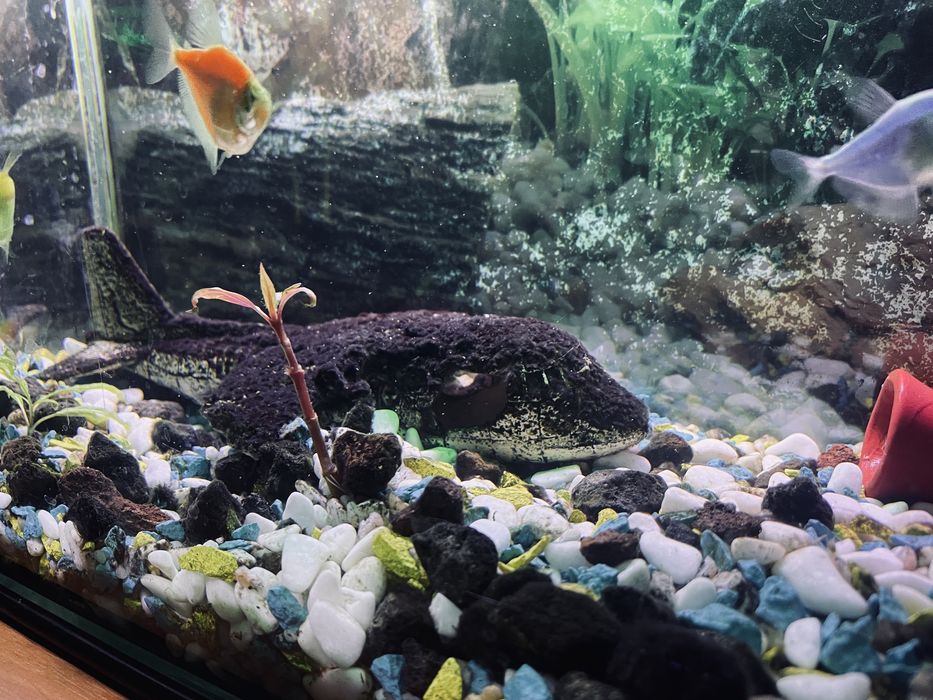 Акваріум 18 л,все разом в зборі.