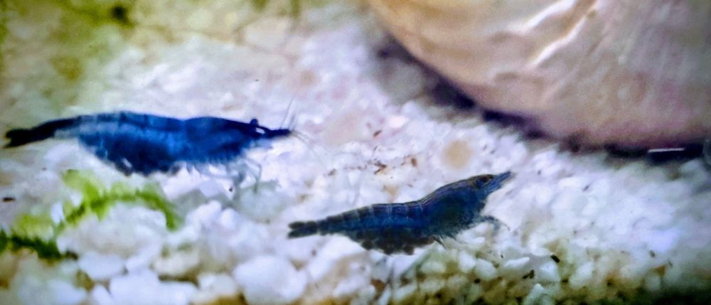 Neocaridina Davidi - Painted Red Fire/Blue Dream - Linhas Selecionadas