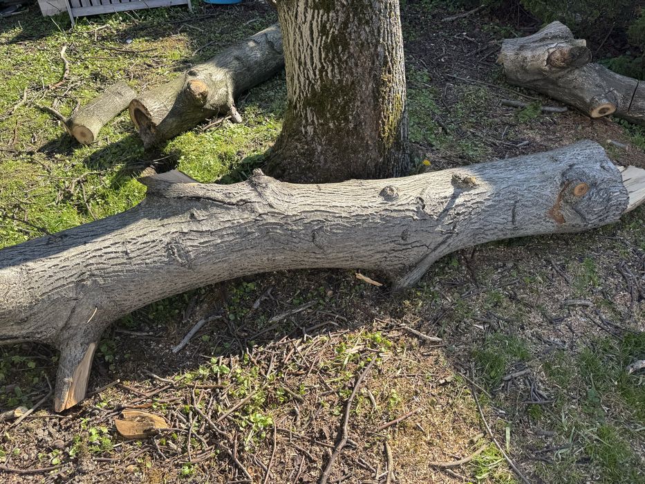 Orzech włoski - duży pień - plus dwa mniejsze