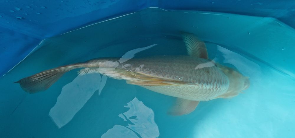 Carpa koi com 40cm