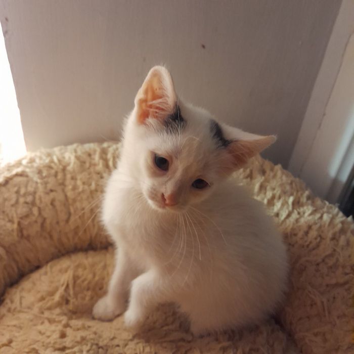 Віддам котеняток в добрі руки