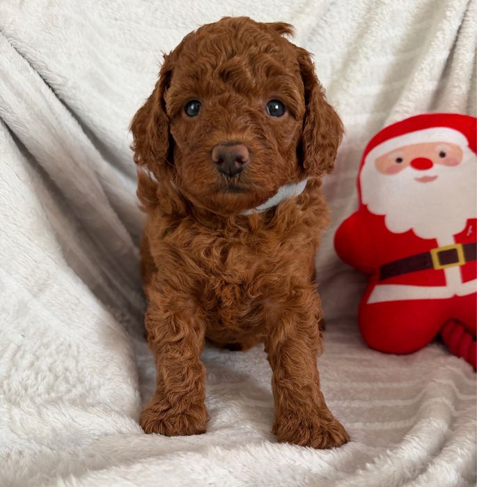 Pudel miniatura/toy red