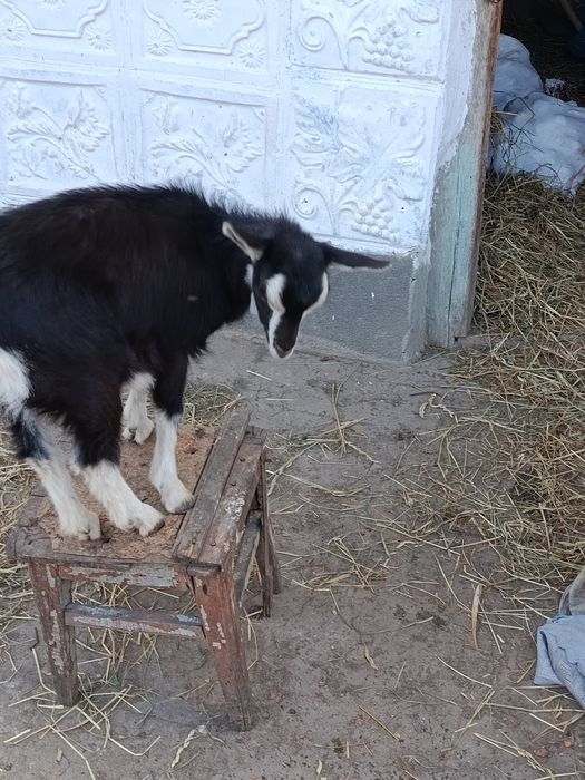 Продам козеня   село пашківці