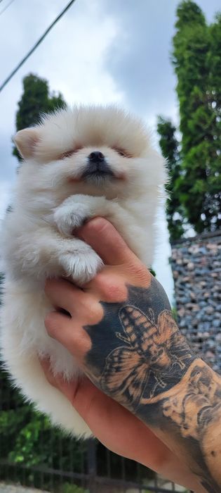 Померанський шпіц