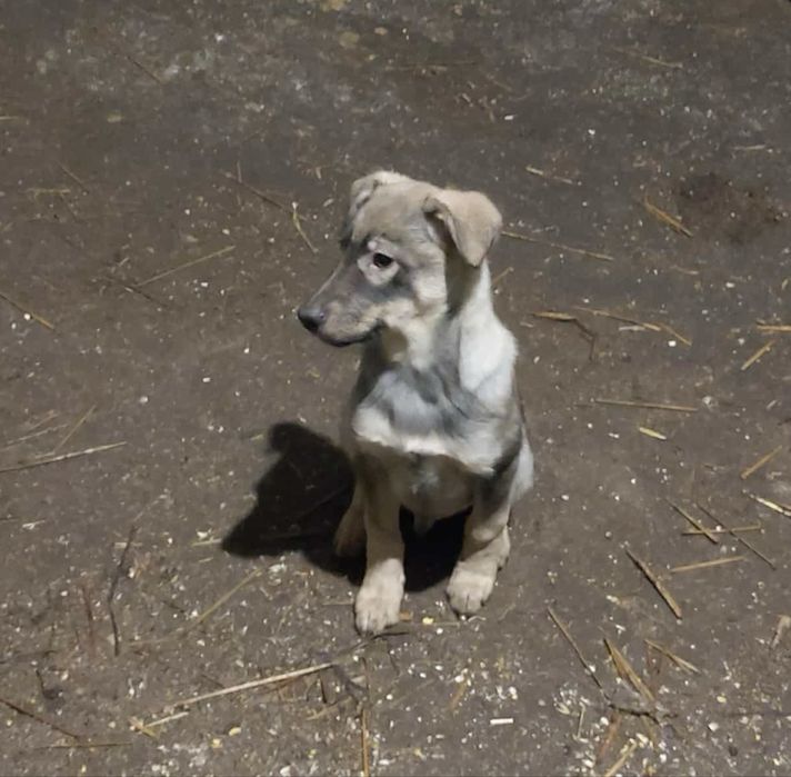 Dwa piękne pieski pilnie szukają domu