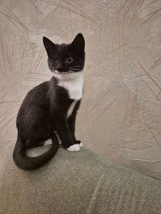 Кошенята на вдачу безкоштовно