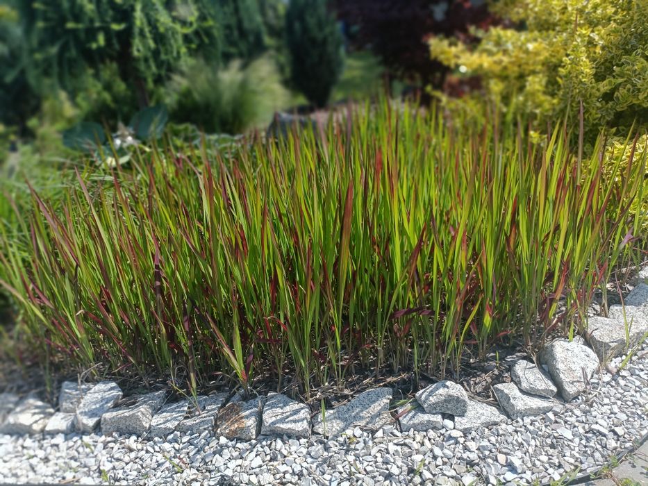 Red baron imperata cylindryczna