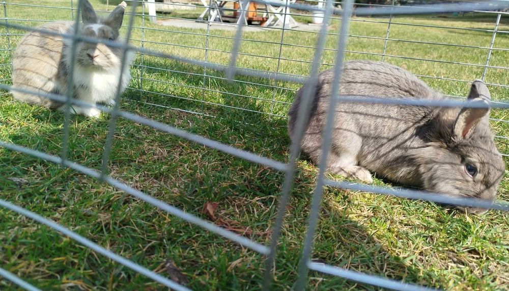 Oddam dwa króliczki