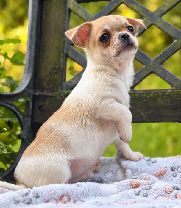 Slodki chlopczyk Chihuahua