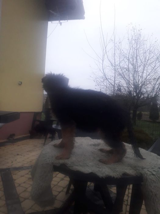 Owczarek niemiecki długowłosy suczka