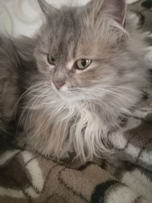 Отдам кошку в добрые руки