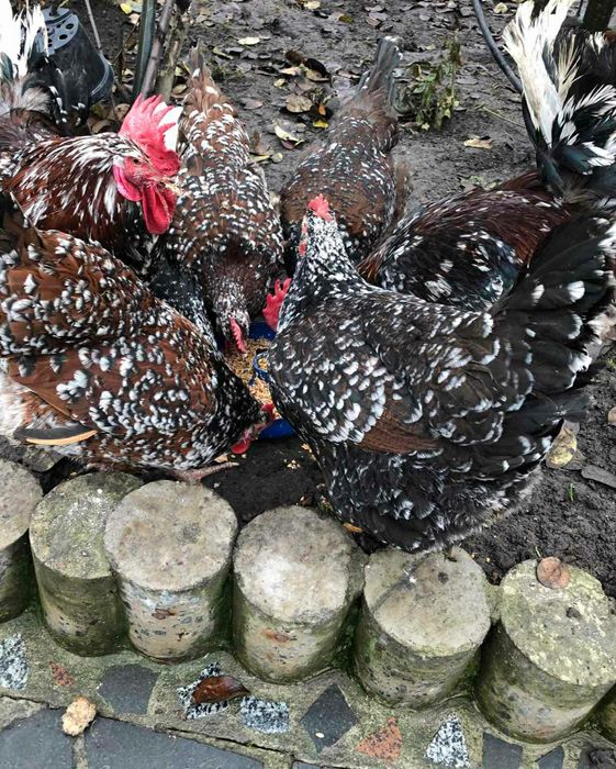 Яйця інкубаційні . Мясо яічноі породи Лівенські ситцеві