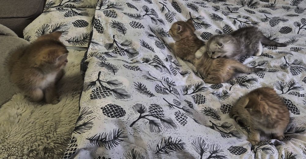 Прямоухие и вислоухие шотландские котята, девочки и мальчик