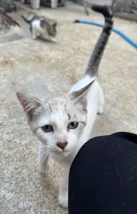 Gatos para adopção