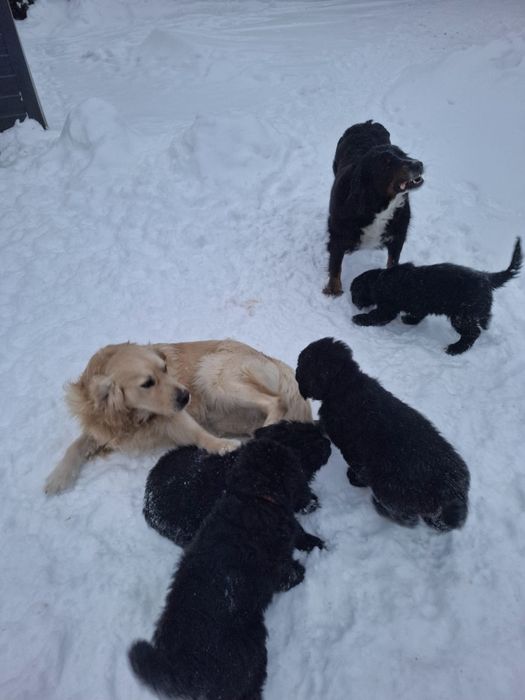 Golden Mountain Dog Piesek 9Tygodni !Golden Retriever +Berneński Pies