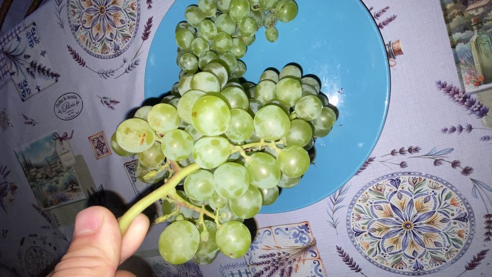 Uva muscatel boa para fazer vinho