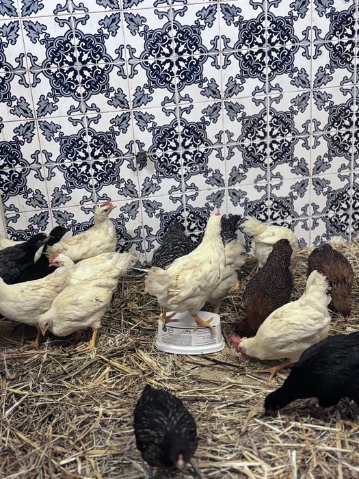 Frangas e frangos  leghorne