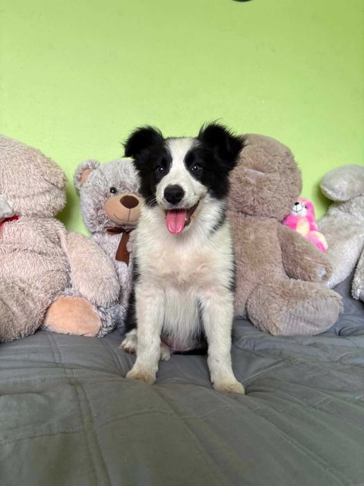 border collie sunia badania
