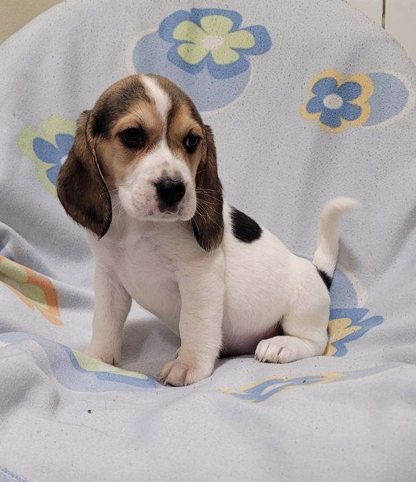 Cachorrinha beagle tricolor