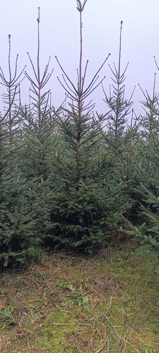 Choinki żywe w doniczce - świerk Polski i srebrzysty