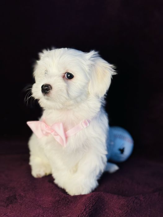 Продаються цуценята порода мальтійська болонка ,народились 9 жовтня!