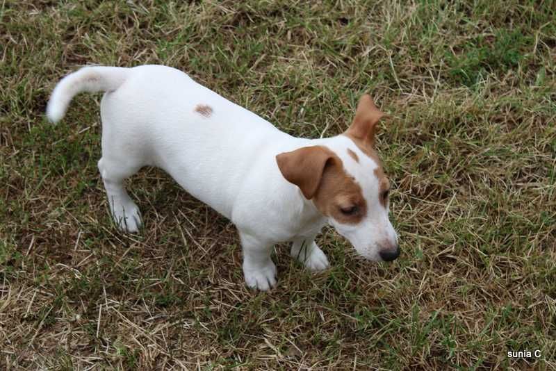 Jack Russell Terrier - sprzedam sliczna sunie