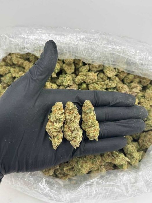 Dry CBD INDOORS Birkin highest quality from the manufacturers