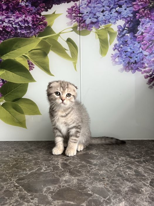 Висловухий шотландець кошеня хлопчик 2 місяці scottish fold