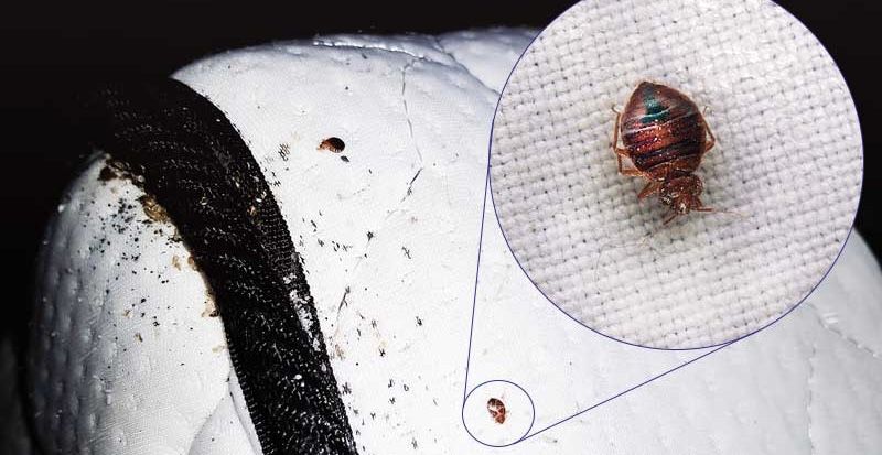 Especialista em percevejos de cama Bed-Bugs