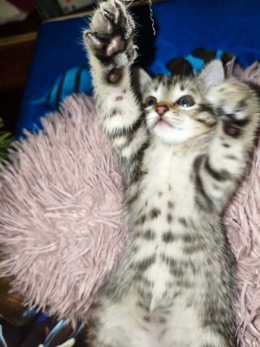 Девочка 2мес.Игривая.