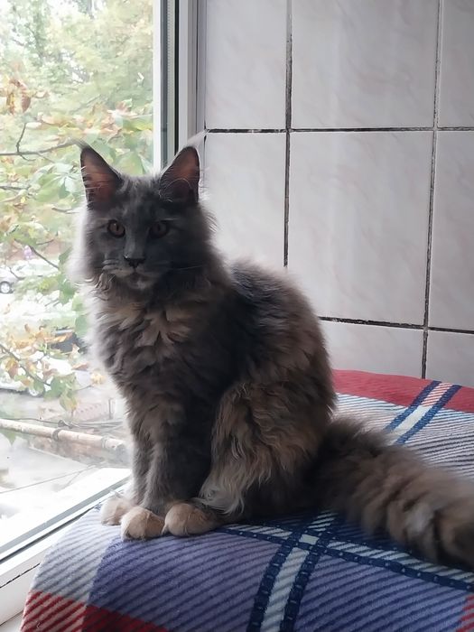 МЕЙН -КУН  котята