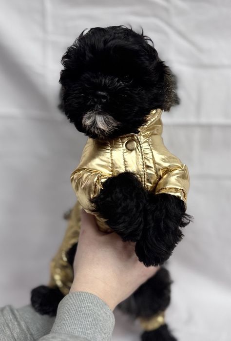 Shih-Poo статусний малюк