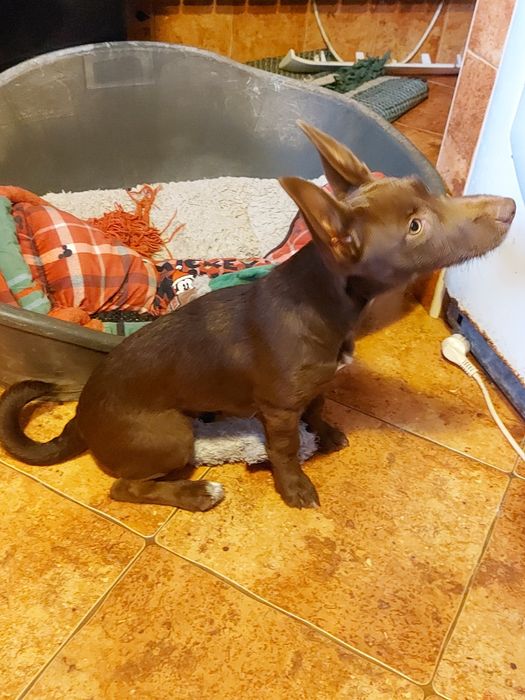 Uma família para o Eddie e para a Estrela