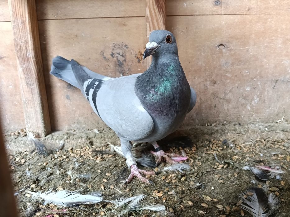 Gołębie pocztowe zagraniczne  NL RO