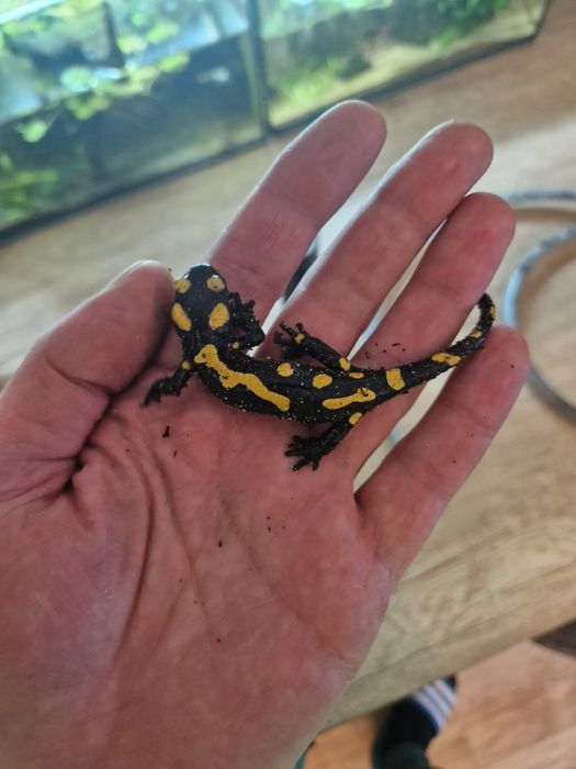 RARYTAS Salamandra algira tingitana CB25 5cm (Beni Arous, Maroko)