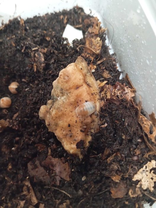 Isopody Cubaris sp. Orange panda 10 sztuk