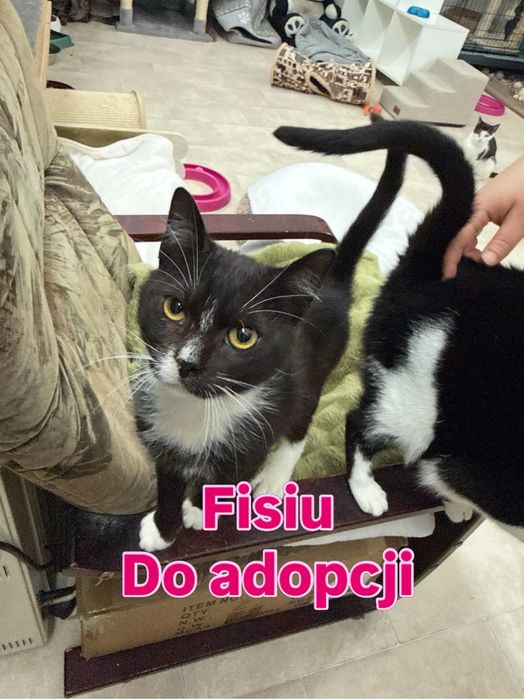 Fisiu młody kocurek