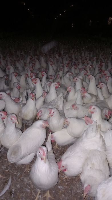 Kury Nioski Leghorn 24 tygodnie! Wysyłamy!