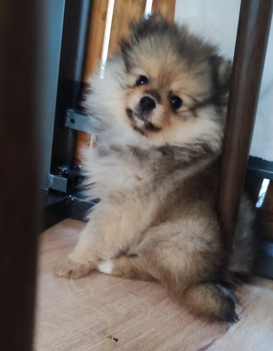 Мінік- та супер мінік  продам