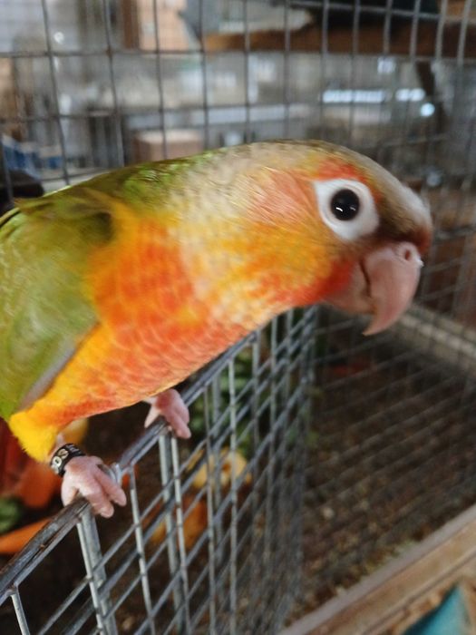 pyrrhuras meiguinhas criadas a mão