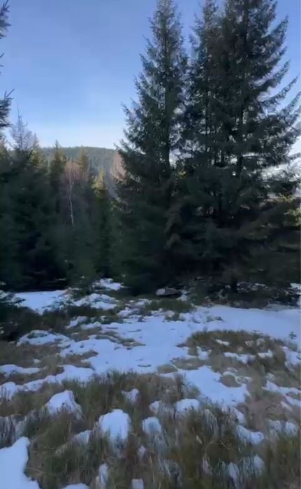 Земельна ділянка з ЛІСОМ на територіі .