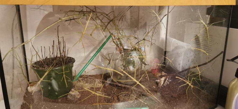 PILNE Patyczaki patyczak za darmo oddam