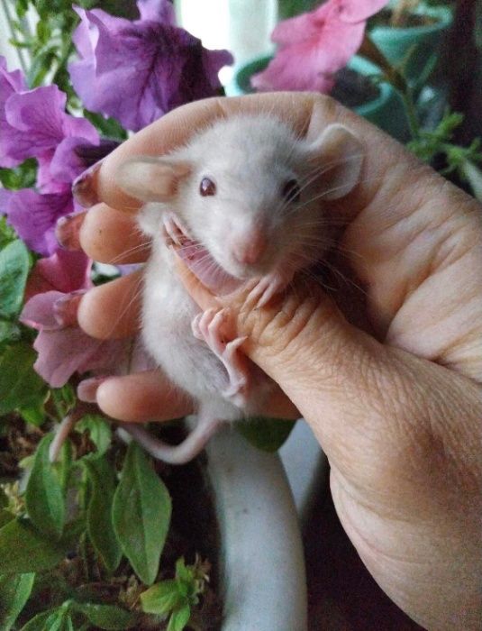 крыса дамбо