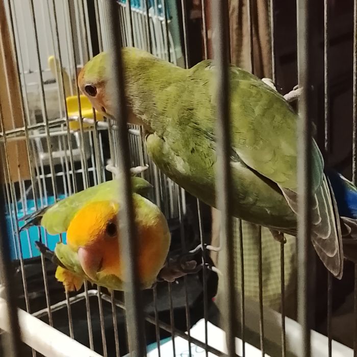 Vendo casal Agapornis